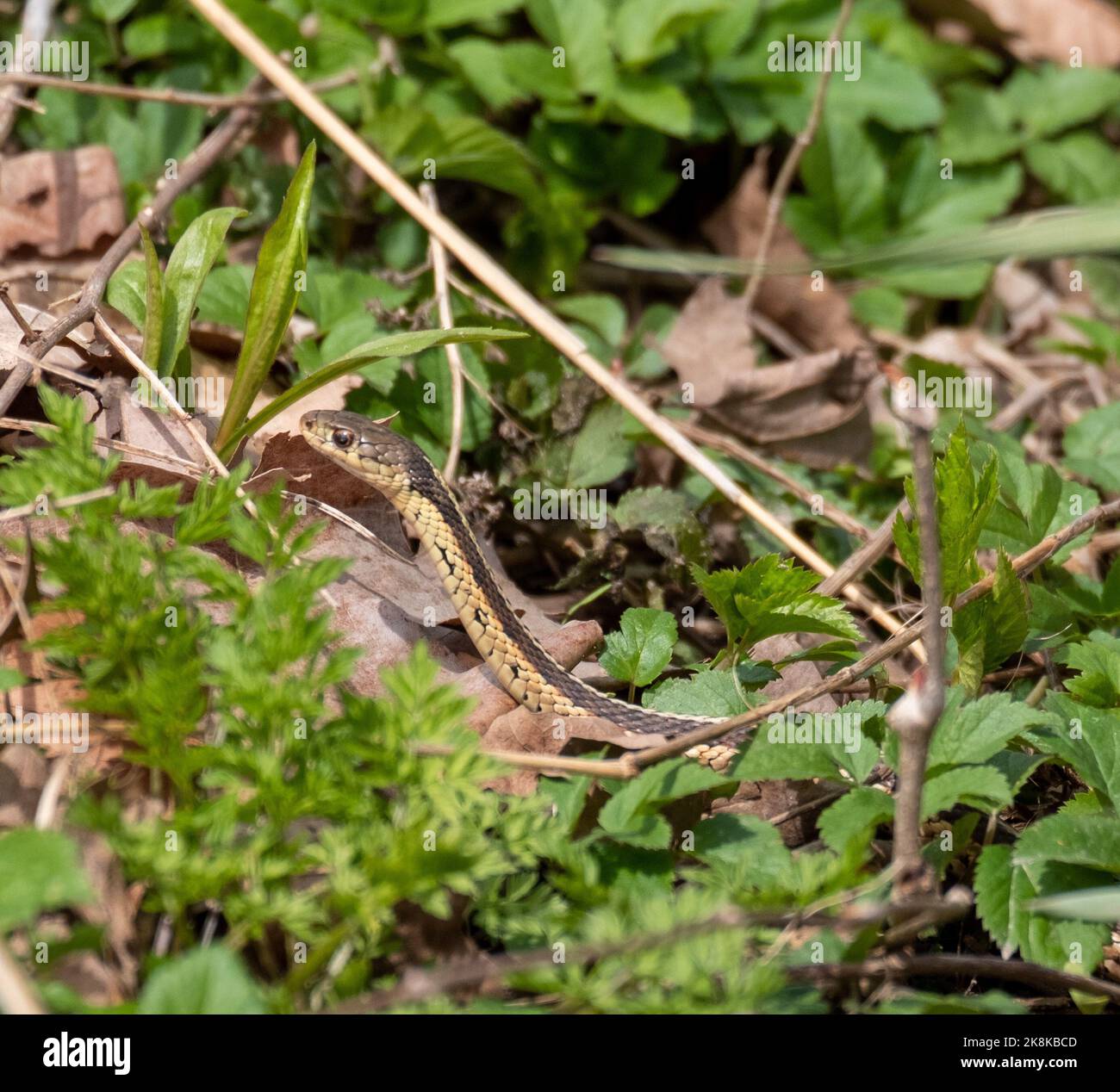 A closeup of a garter snake crawling in a forest between green plants