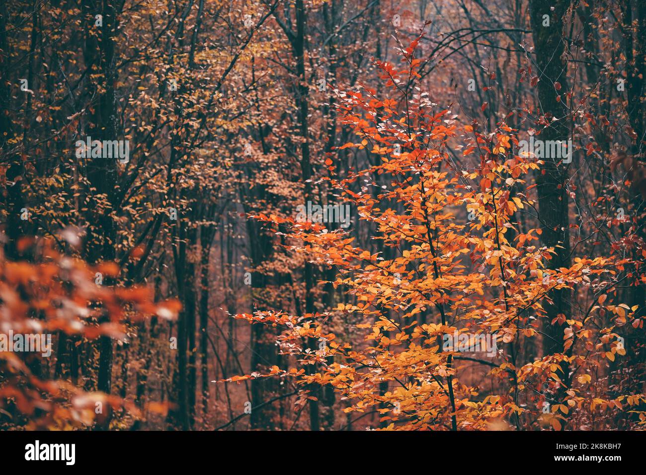 An aerial view of forest surrounded by dense autumn trees Stock Photo ...