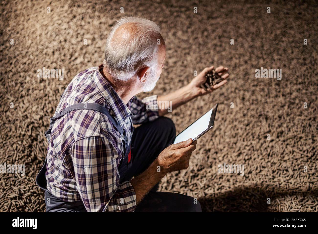A senior worker is crouching next to a pile of sugar beet products and ...