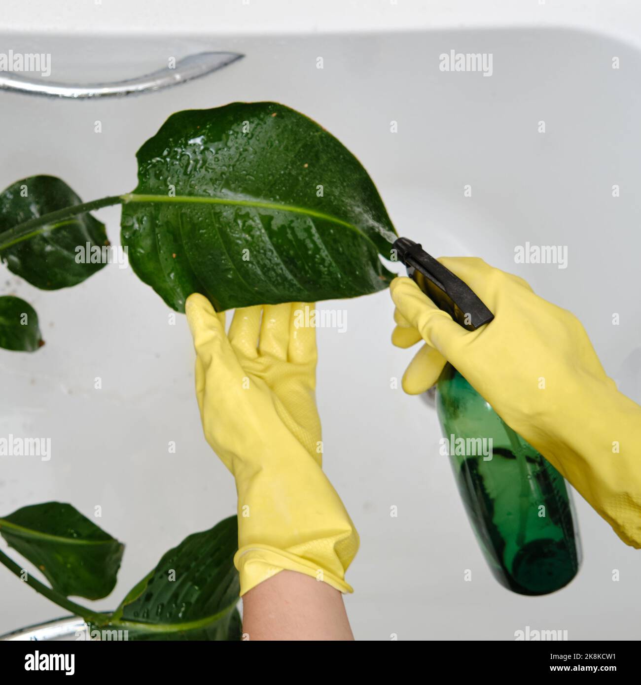Spraying plants from a spray gun in a home bathroom for cleaning from