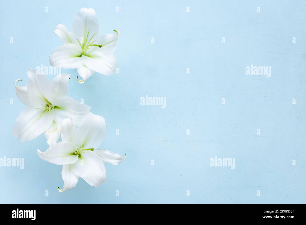 White liles flowers. Mourning or funeral background Stock Photo Alamy