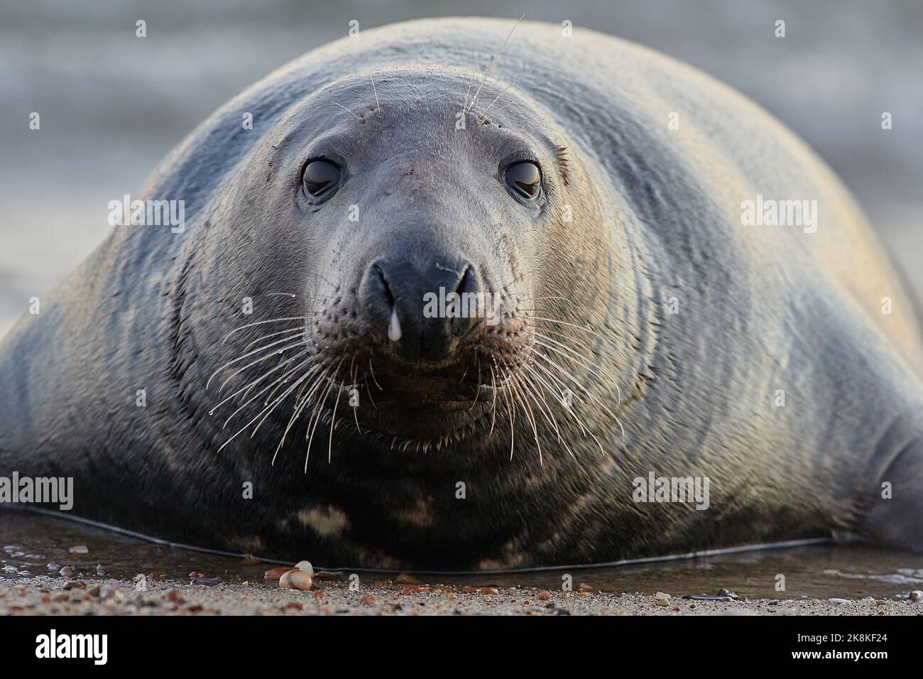 Bull grey hi-res stock photography and images - Alamy