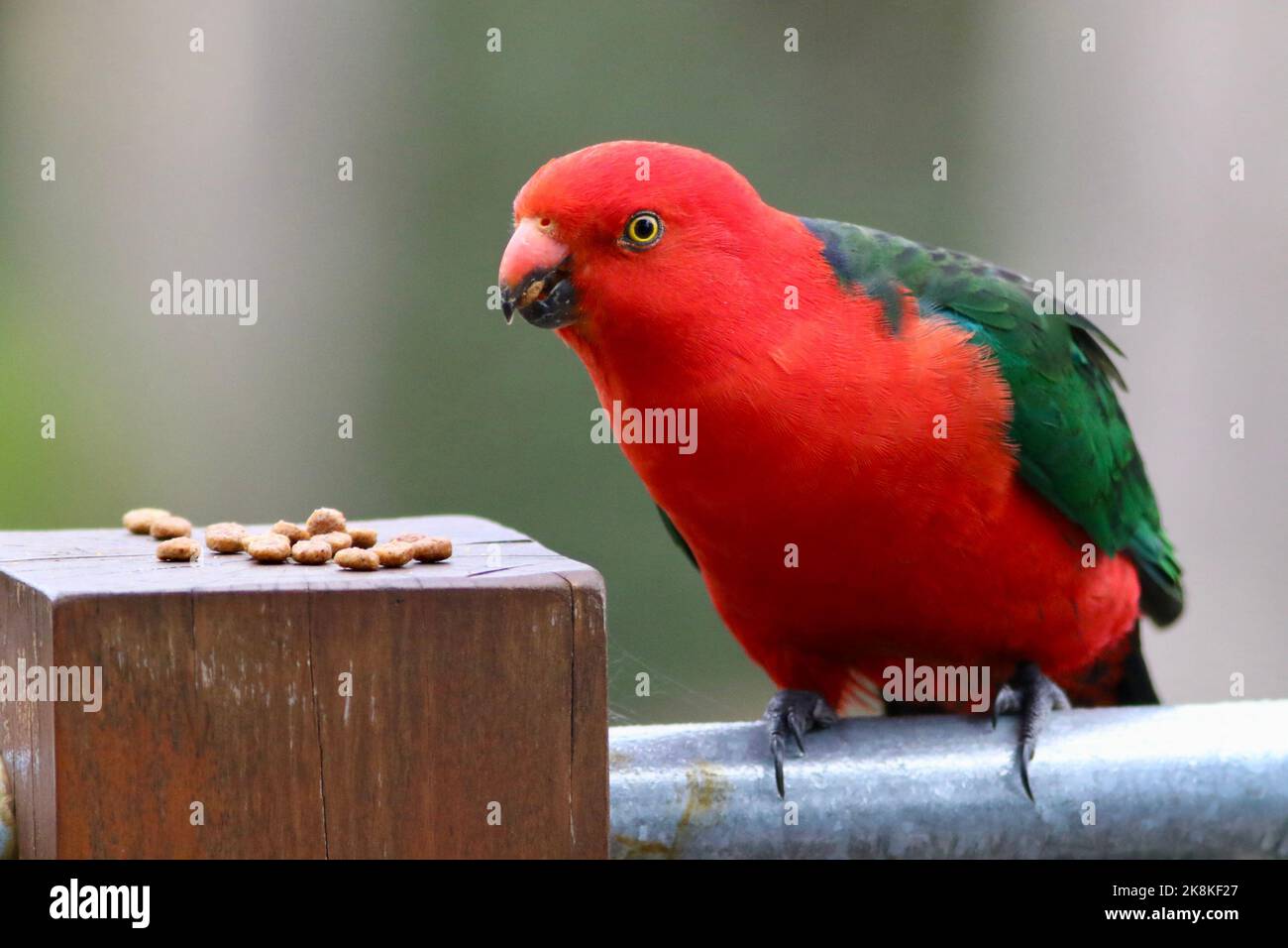 Male king parrot eating dry dog food in Kangaroo Ground, Victoria, Australia Stock Photo