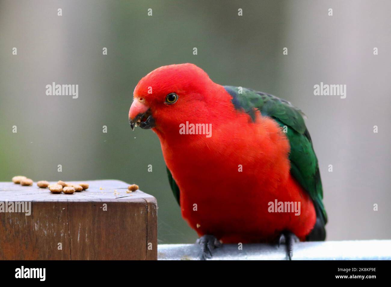 Male king parrot eating dry dog food in Kangaroo Ground, Victoria, Australia Stock Photo