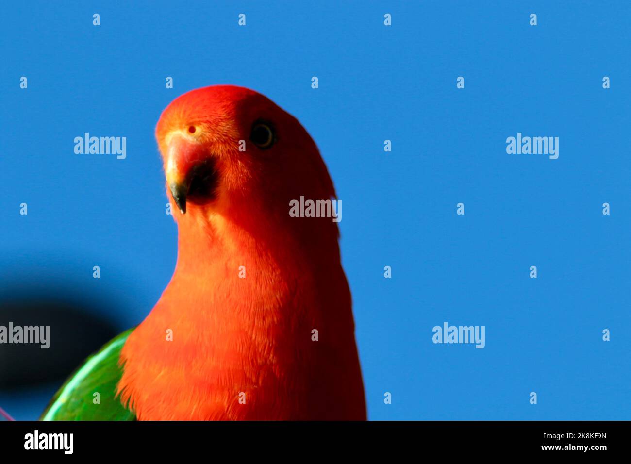 Male king parrot eating dry dog food in Kangaroo Ground, Victoria, Australia Stock Photo