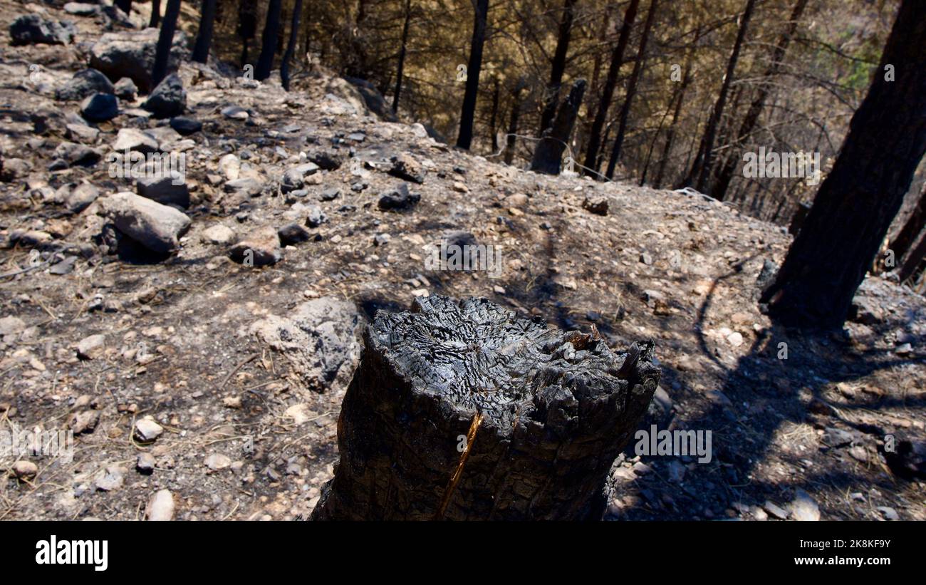 Vegetation and trees that turned to ash after the forest fire in Mugla, Datca (Muğla, �ٲ���ç��) in 2022. Forest destroyed by fire. Stock Photo