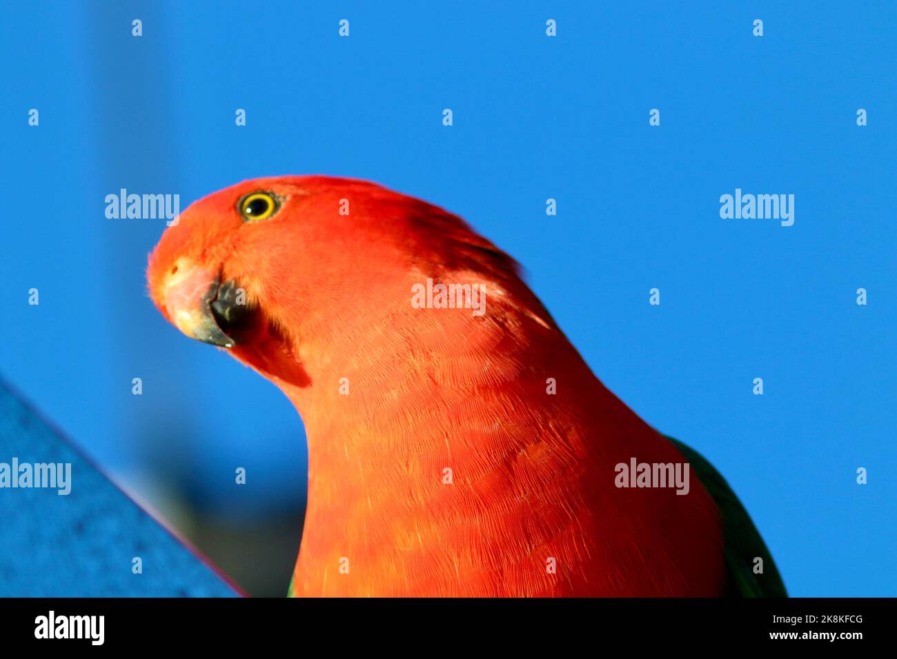 Male king parrot eating dry dog food in Kangaroo Ground, Victoria, Australia Stock Photo