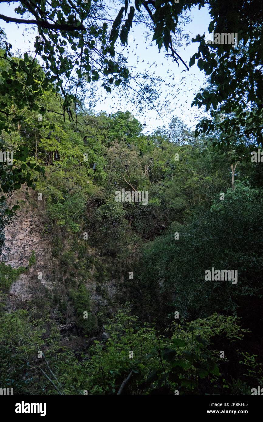 The Bat Volcano of Calakmul in Campeche, Mexico (Volcán de los Murciélagos). Millions of bats fly out of a dry cenote at dusk. Tourist attraction Stock Photo