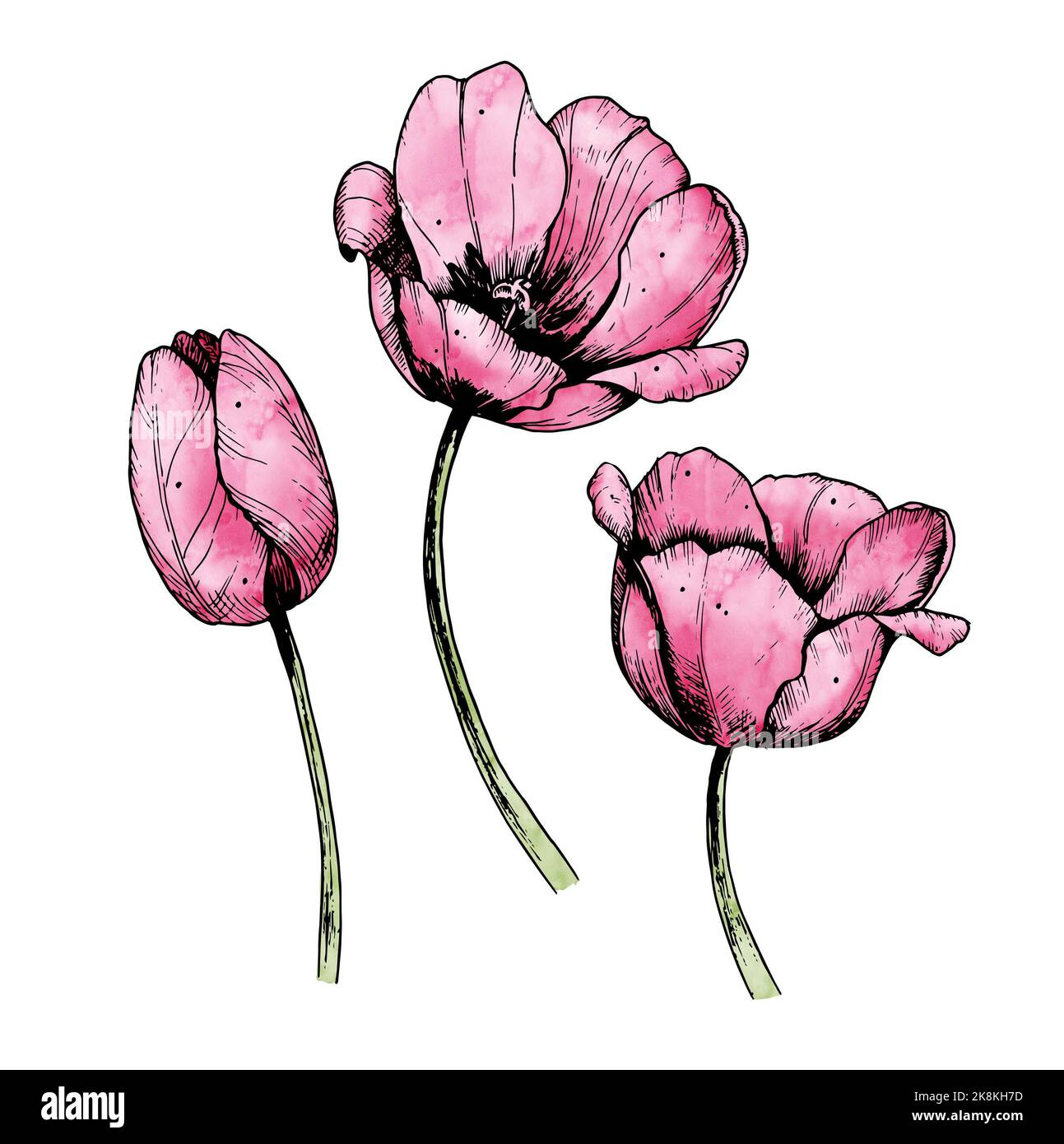 Watercolor pink Tulip Flowers. Hand drawn floral illustration ...