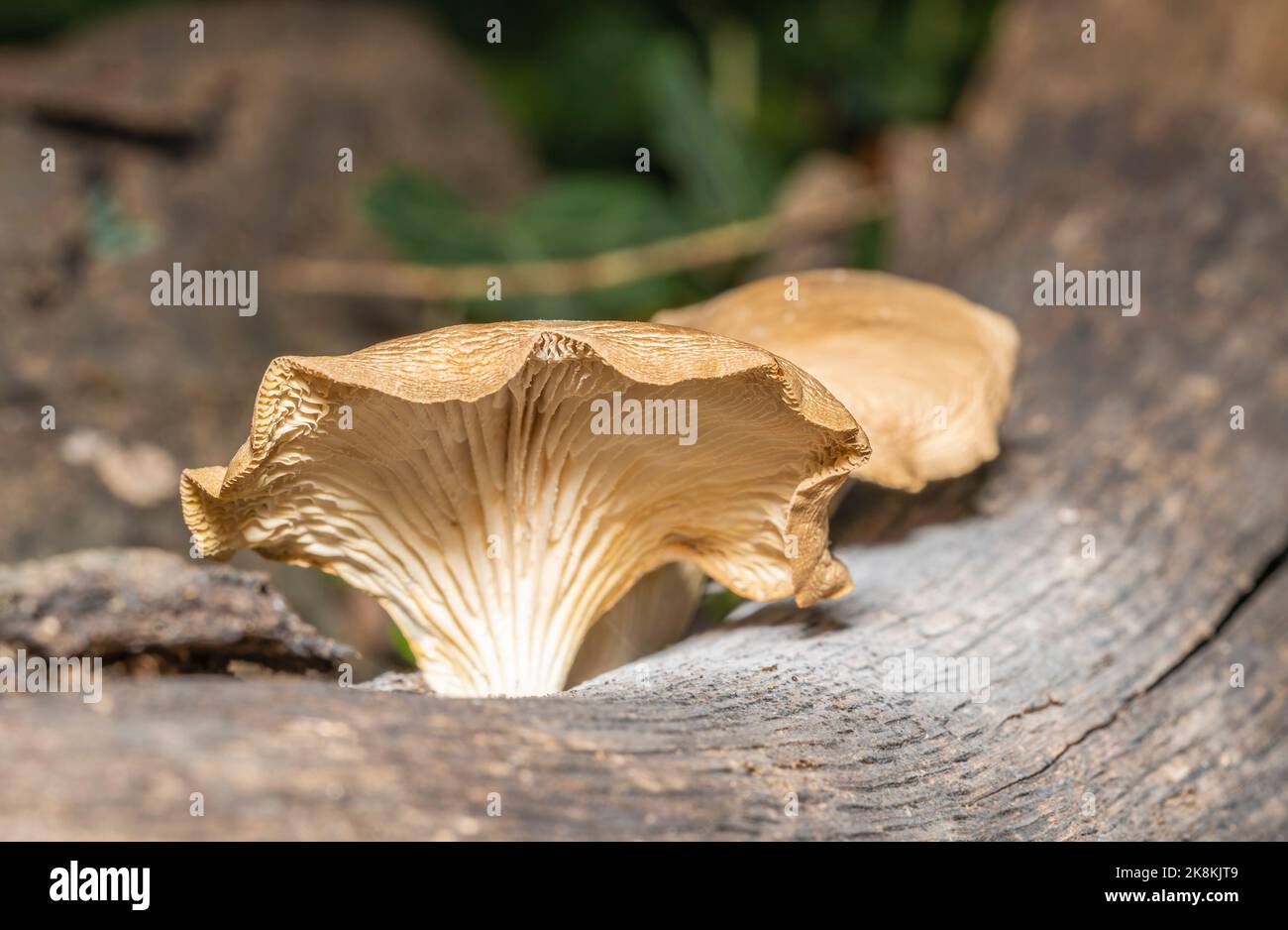 Oyster mushroom Pleurotus ostreatus is an edible mushroom and belongs to the family Polyporaceae and the genus Pleurotus Stock Photo