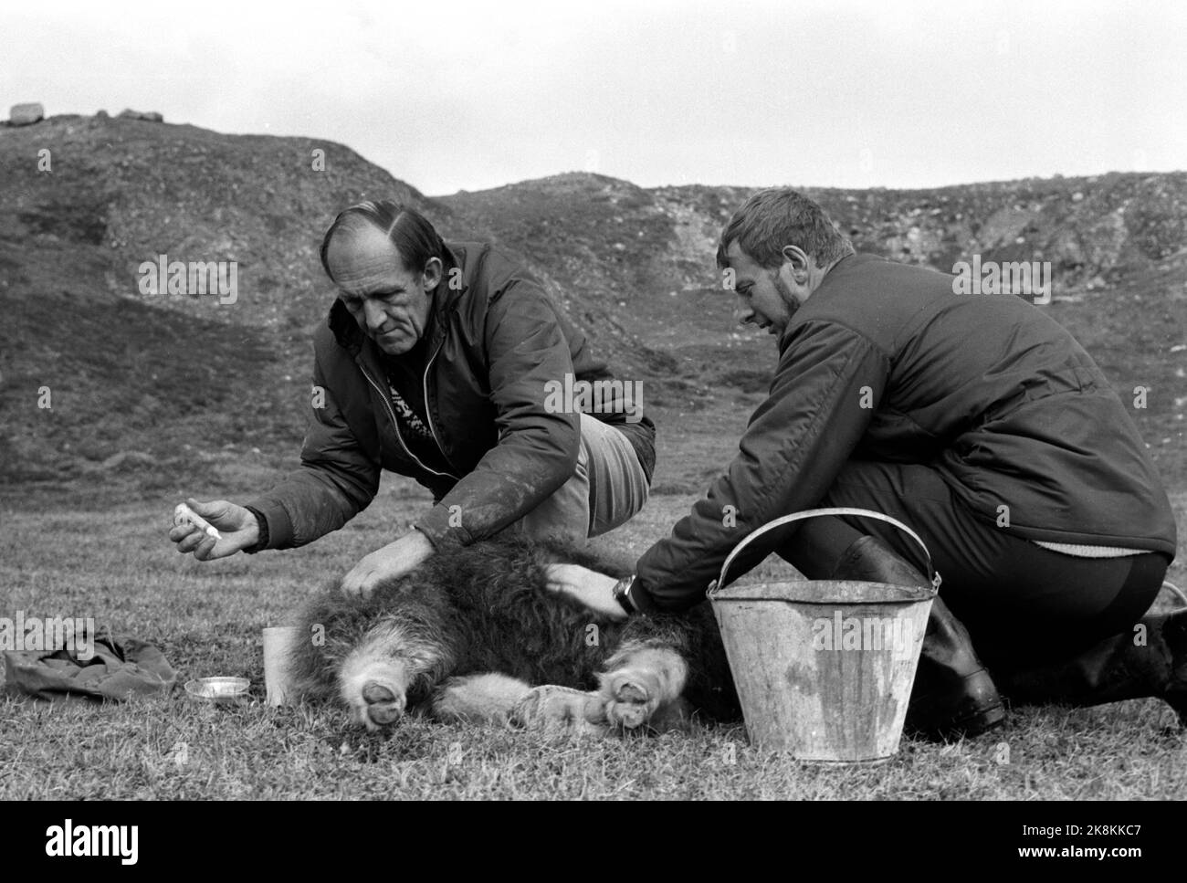 Greenland September 1969 For the first time, the focus will be on musk in Norway. 25 Mosque calves are picked up from East Greenland to Moskusgården at Bardu. The musk calves are caught with lasso, anesthetized and fly by helicopter for collection on the Arctic Ship Harmony. The calves receive treatment with antibiotics and cooled down with water before flying out to the ship. Here two from the crew working with the musk calf. Photo: Storløkken / Current / NTB Stock Photo