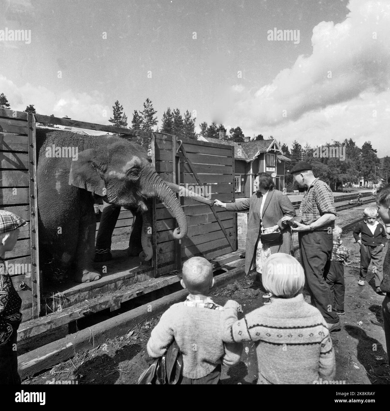 Sørlandet, sommeren 1962. Da elefantene kom til Evje: fire døgns slit for åtte minutters opptreden. Sirkus Arnardo er på turne på Sørlandet med fem to-tonns elefanter. Det byr på problemer. De sto i jernbanevogner i ett døgn på Marnardal stasjon fordi det ikke fantes biler som kunne ta dem videre. Dagen etter reiste de videre til Grovane stasjon hvor de skulle lastes om til den smalsporede Setesdalsbanen til Evje. Det var mislykket, og først etter fire døgn kom elefantene til Evje pr trailere, der forestillingen allerede var i gang.   Her Elefantene på Evje stasjon dagen etter, der lokalbefolk Stock Photo