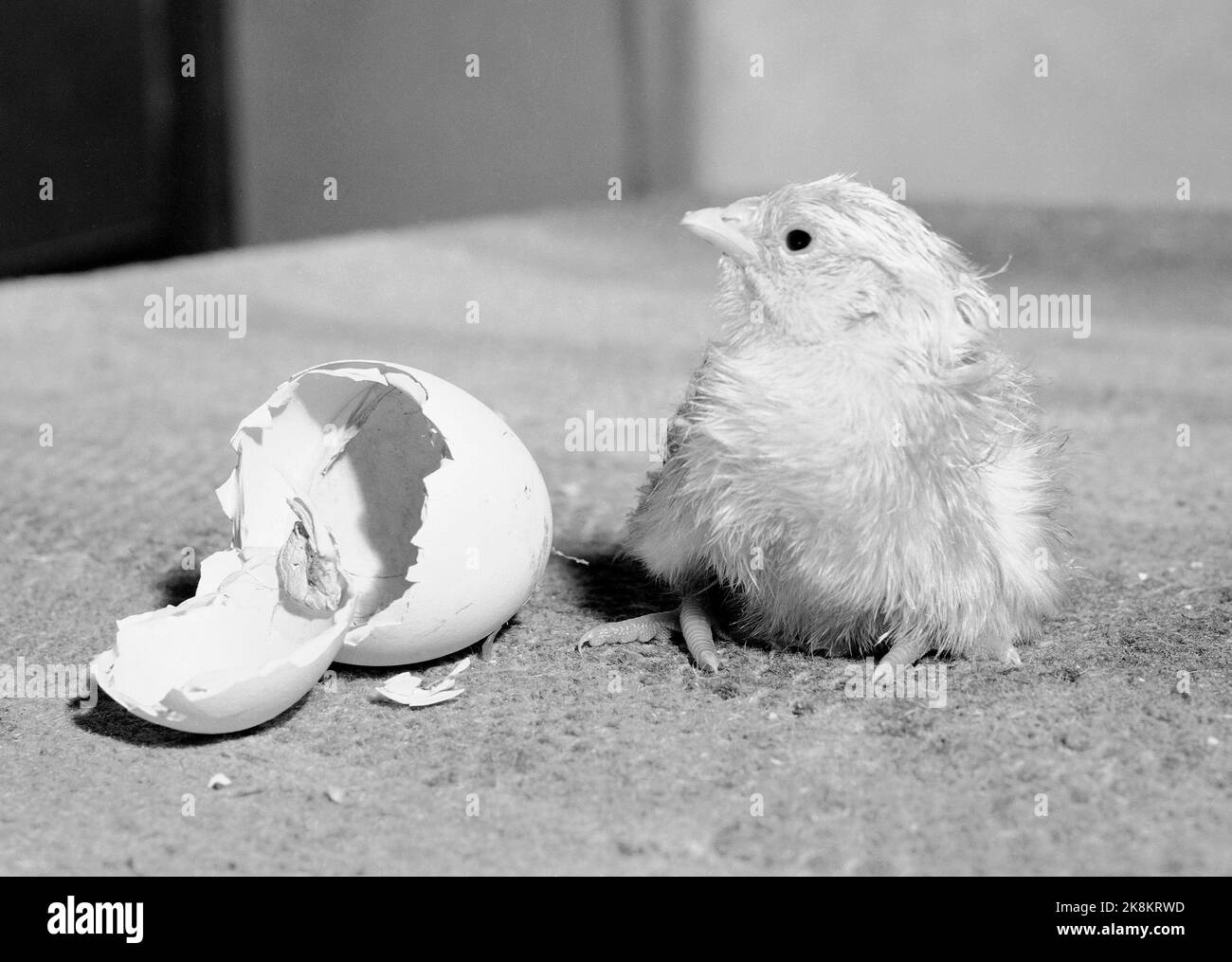 Baby rib Black and White Stock Photos & Images - Alamy