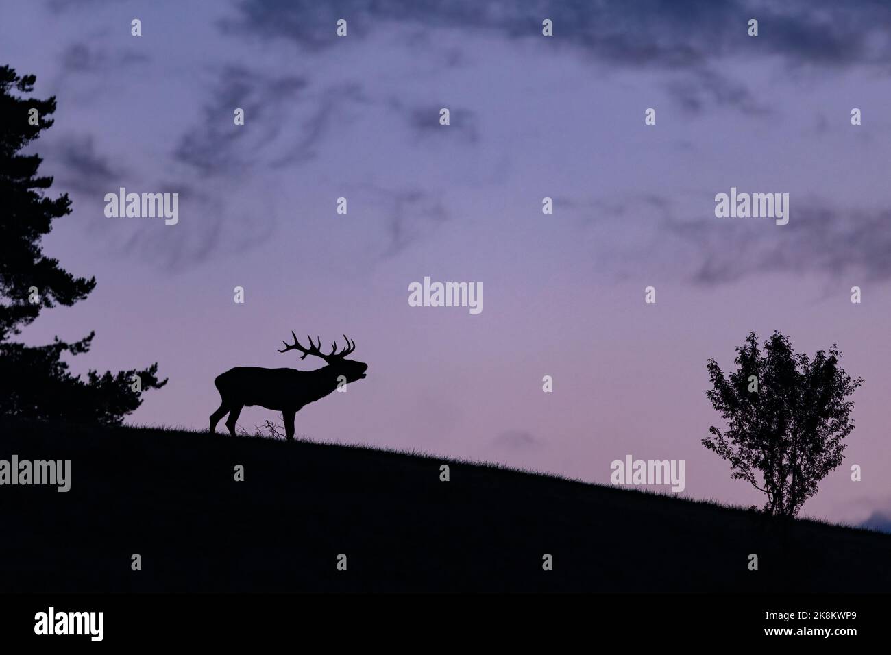 Silhouette of red deer stag on a horizon with sky in background during the deer rut. Wildlife scenery in Slovak nature. Stock Photo