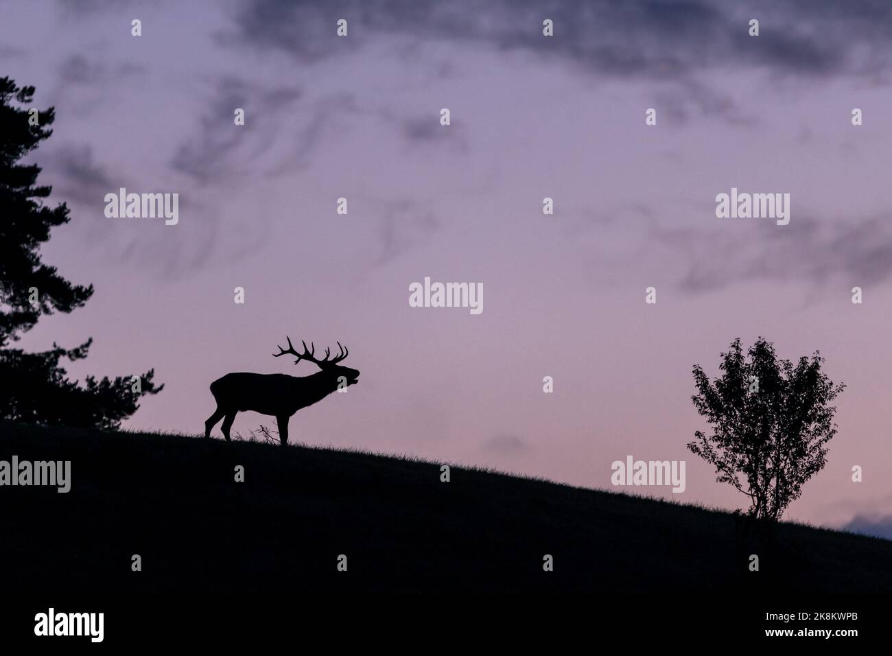 Silhouette of red deer stag on a horizon with sky in background during the deer rut. Wildlife scenery in Slovak nature. Stock Photo