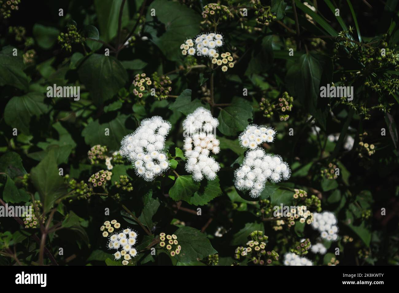 Ageratina adenophora, also known as Crofton weed surrounded by other plants Stock Photo