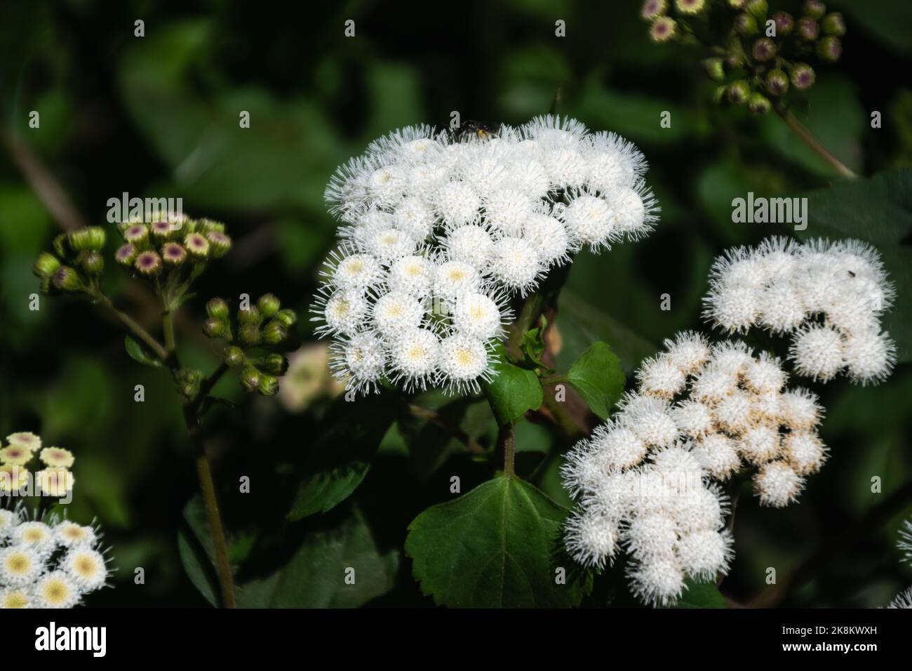 Ageratina adenophora, also known as Crofton weed surrounded by other plants Stock Photo