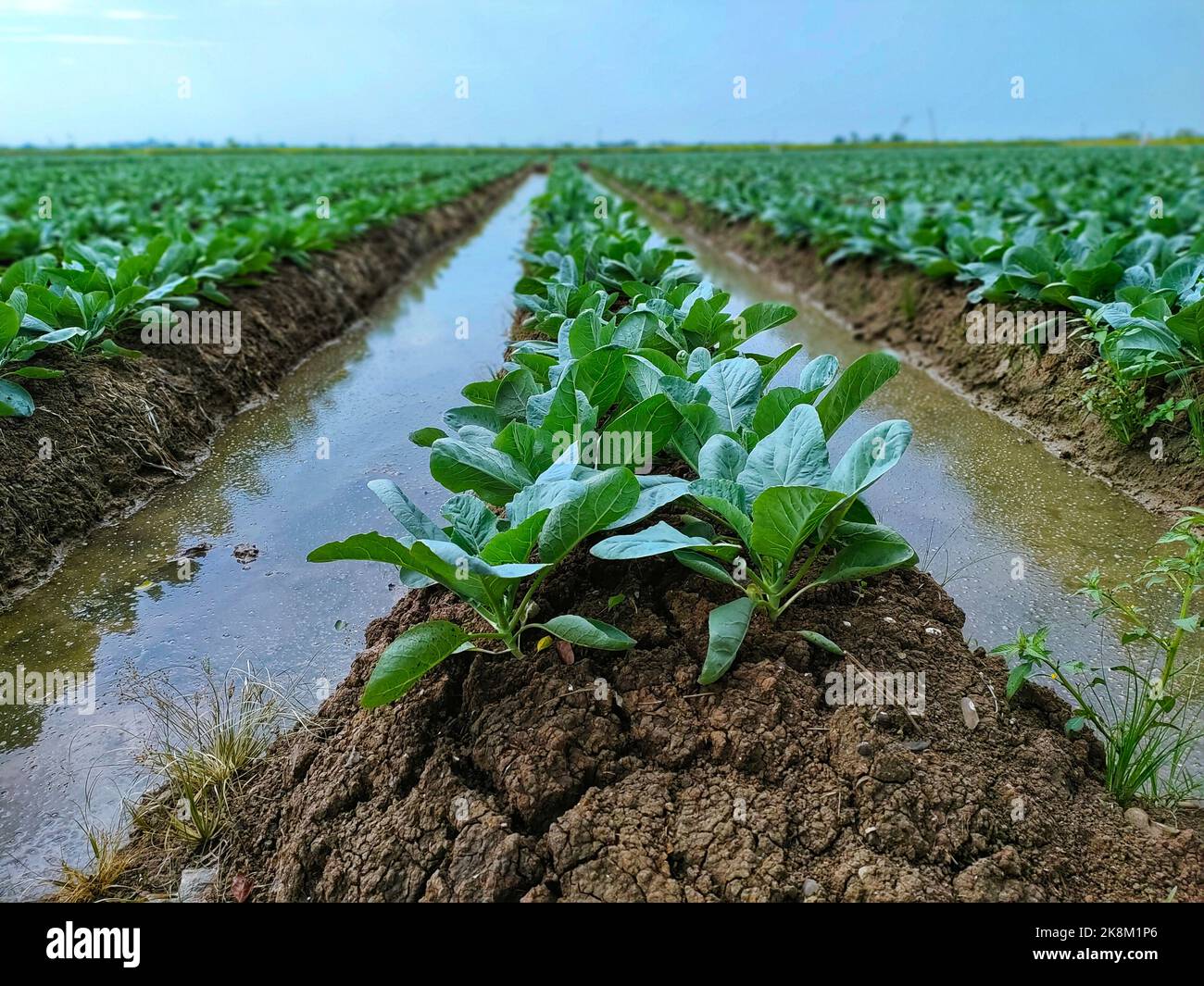 A close up of a cabbage planted in field with water rows Stock Photo ...