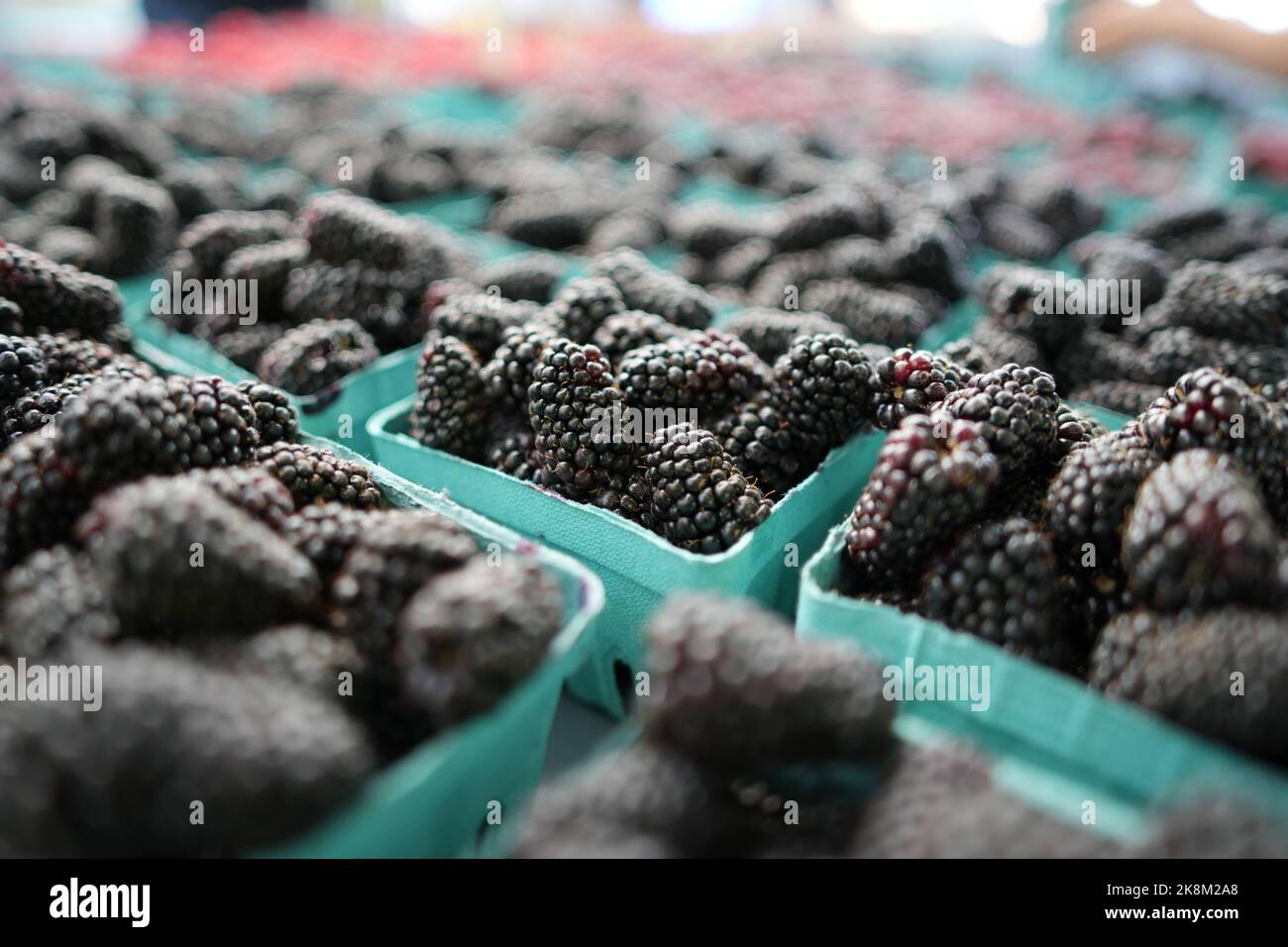 A selective focus shot of blackberries in blue cardboard boxes for sale