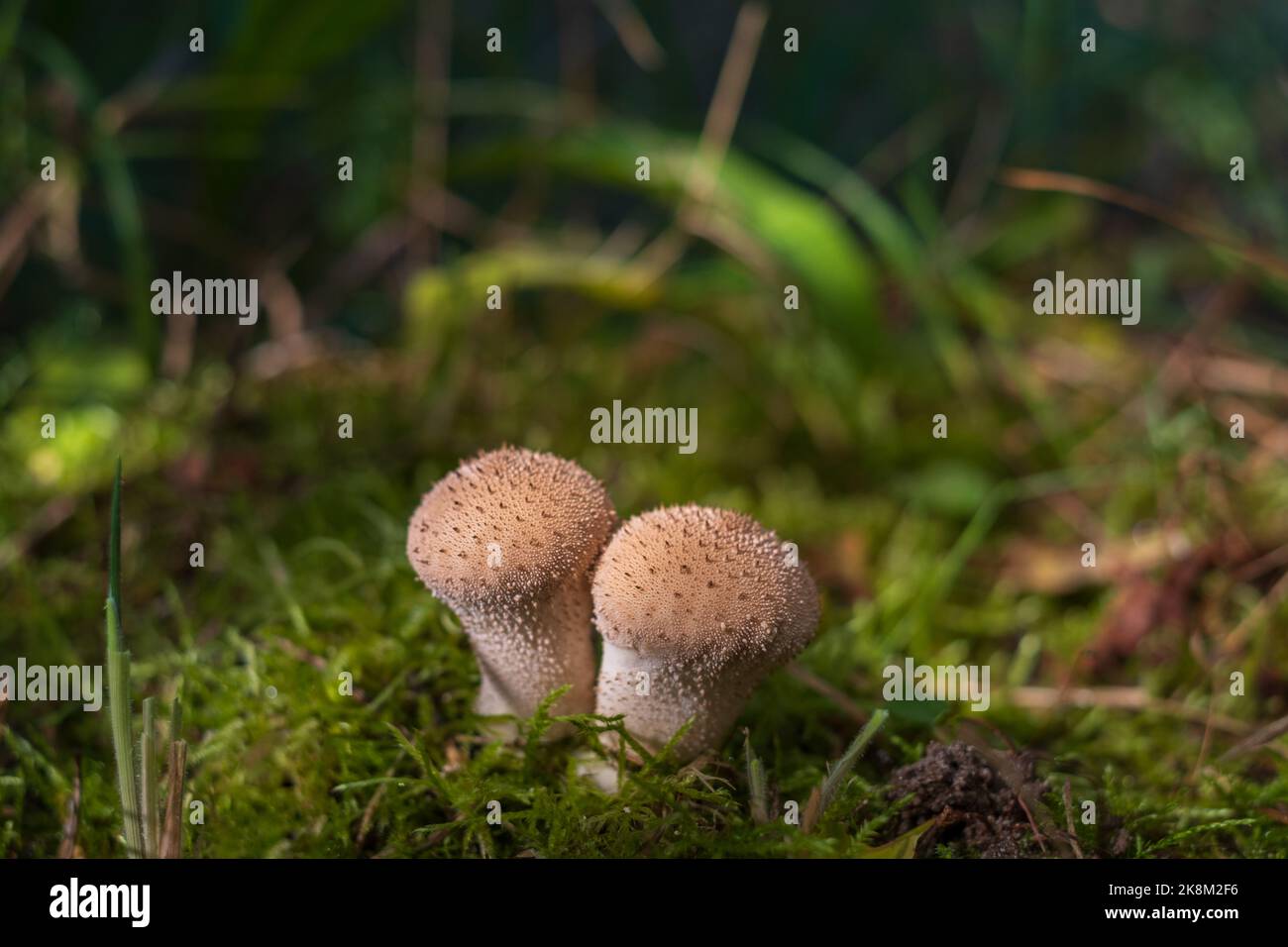Close-up of a fungus called Common Puffball - Lycoperdon Perlatum, common puffball, warted puffball, gem-studded puffball Stock Photo