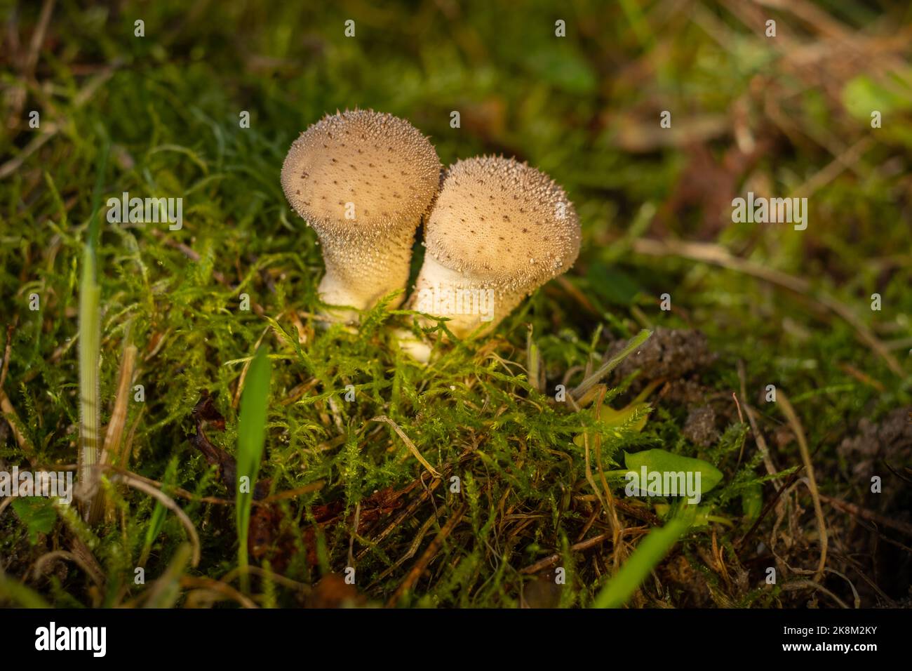 Forest fungus. Common puffball mushroom - Lycoperdon perlatum - growing in green moss in the autumn forest Stock Photo