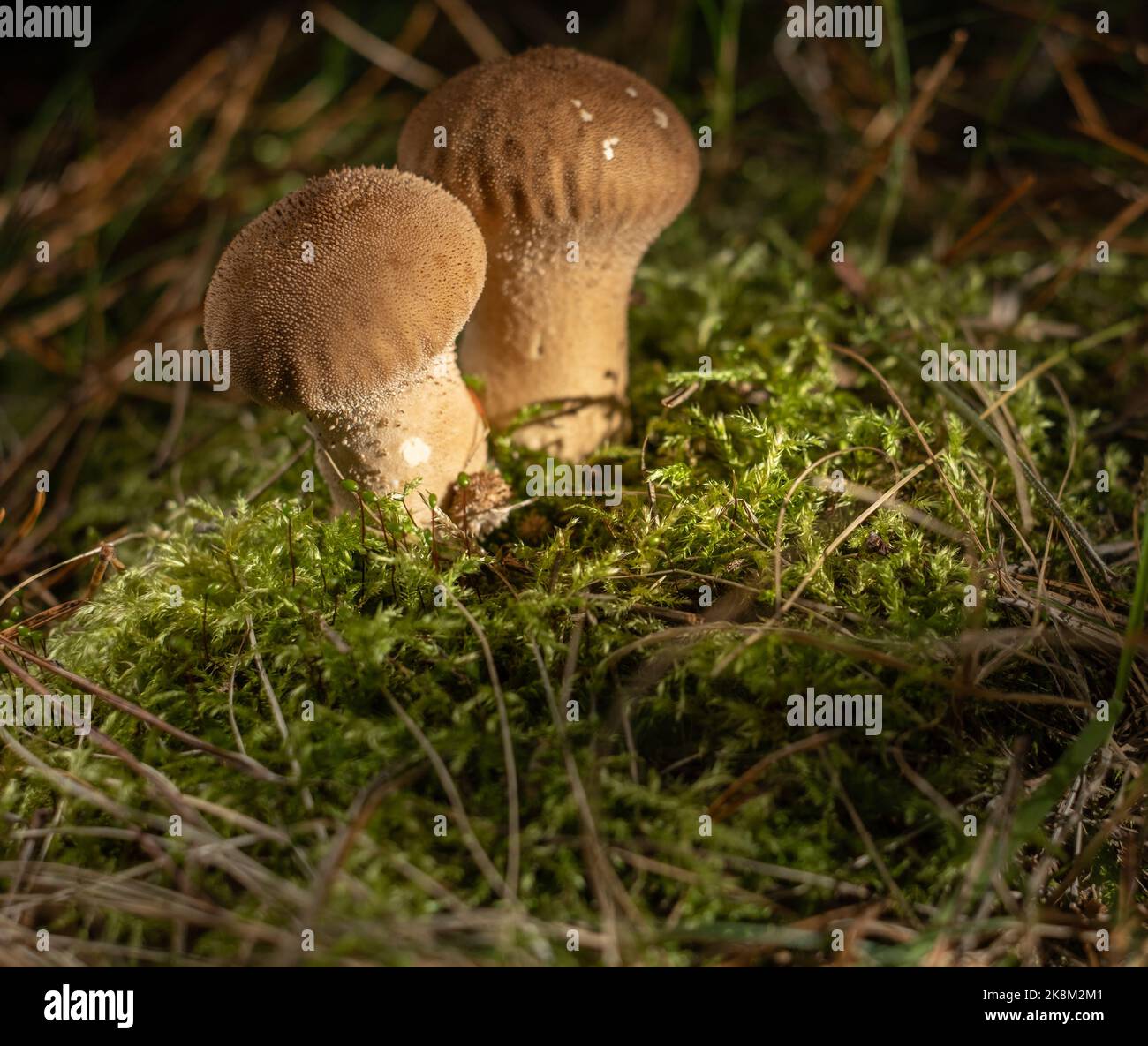 Forest fungus. Common puffball mushroom - Lycoperdon perlatum - growing in green moss in the autumn forest. Space for text Stock Photo