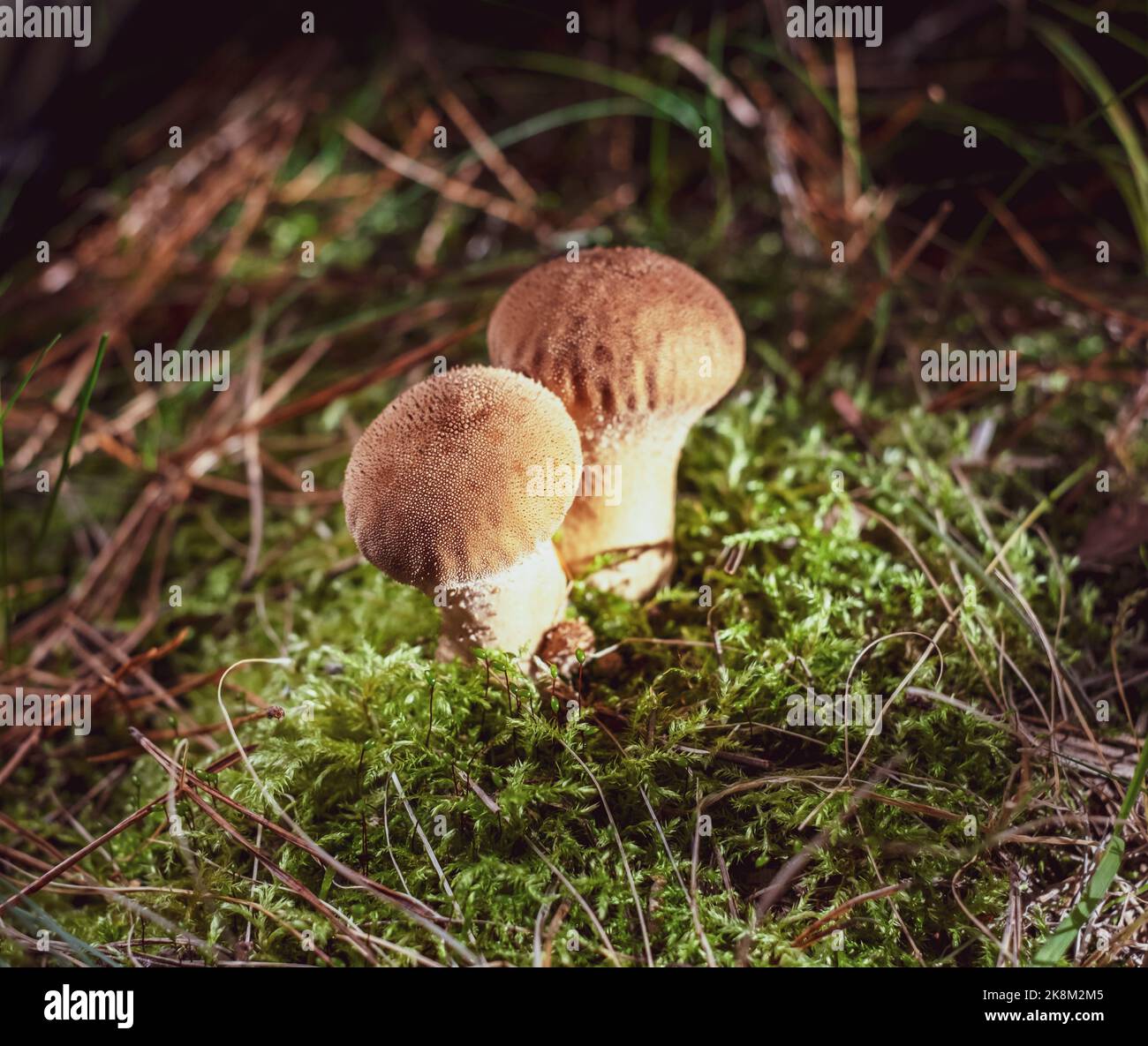 Close-up of a fungus called Common Puffball - Lycoperdon Perlatum, common puffball, warted puffball, gem-studded puffball Stock Photo