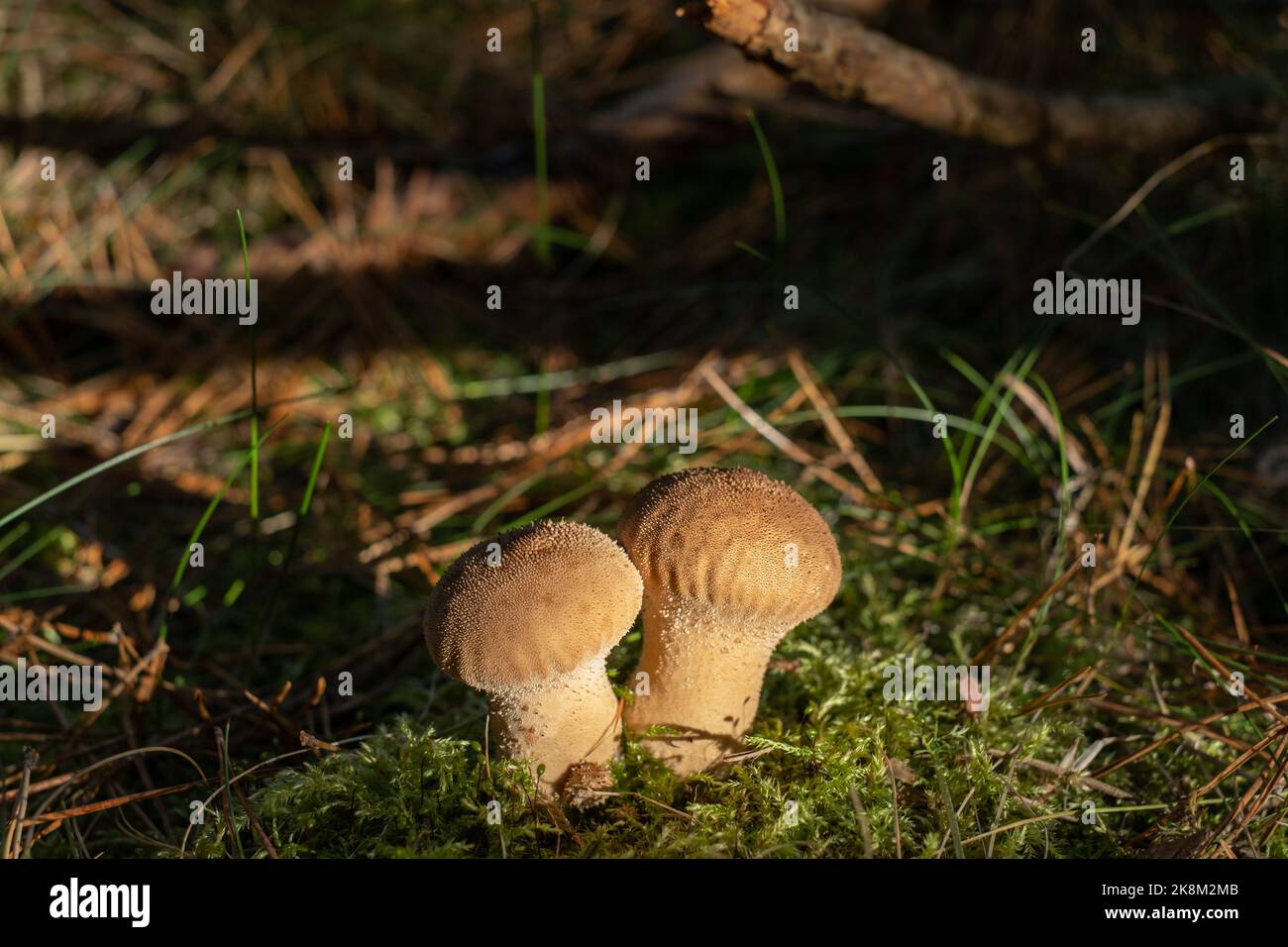 Forest fungus. Common puffball mushroom - Lycoperdon perlatum - growing in green moss in the autumn forest Stock Photo