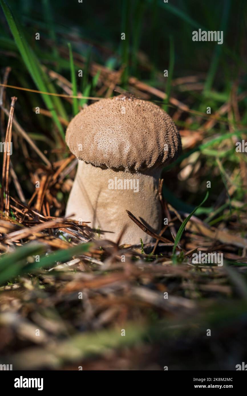 Lycoperdon umbrinum growing in the forest Stock Photo