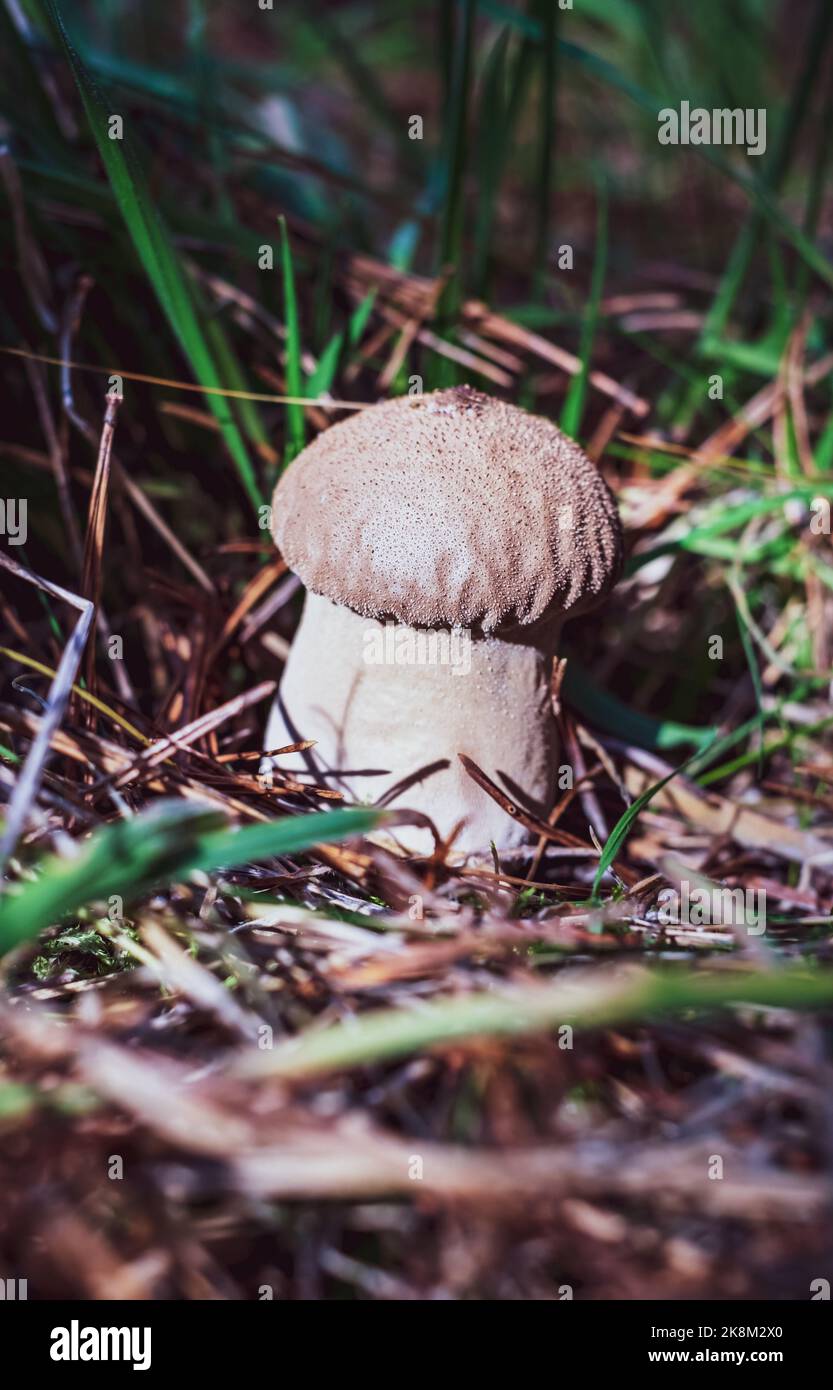 Lycoperdon umbrinum growing in the forest Stock Photo