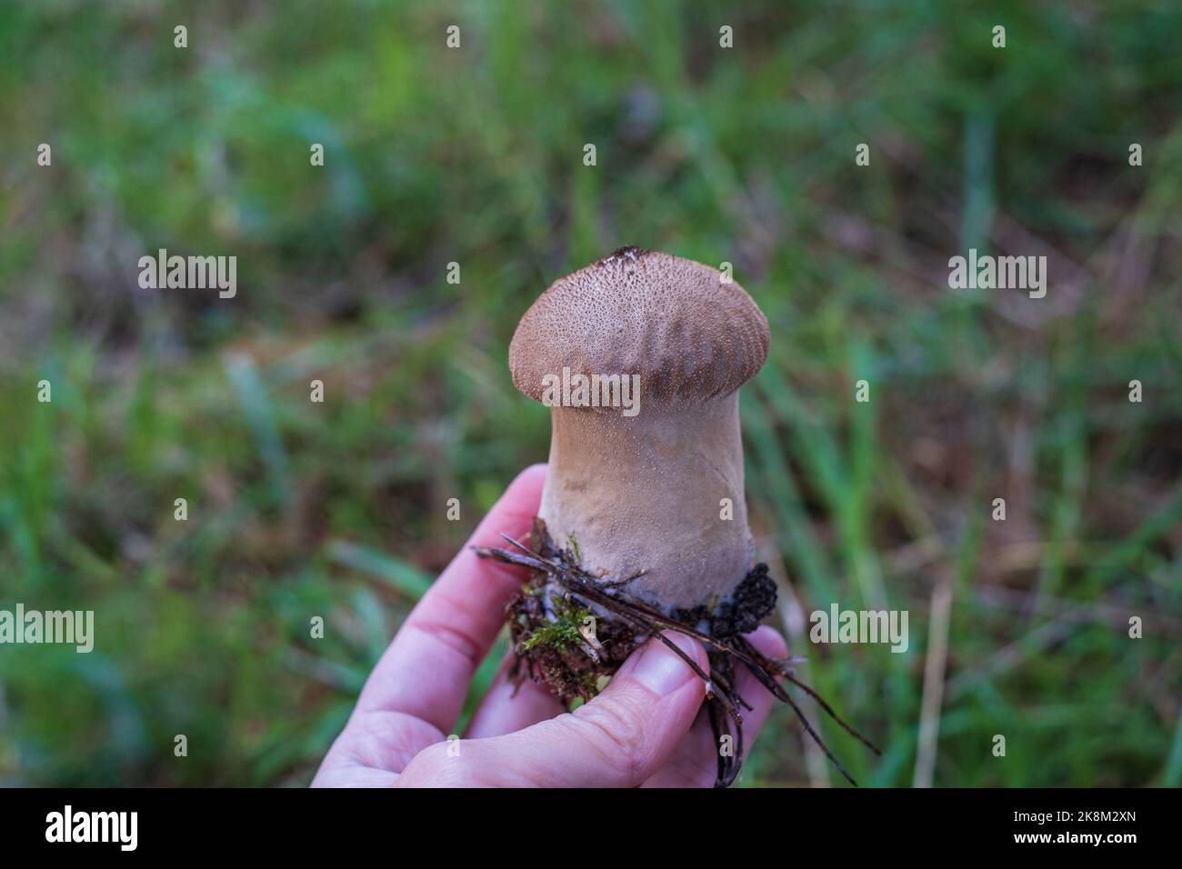 Umber-brown puffball - Lycoperdon umbrinum. Gem-studded puffball held in the wooman hand. Copy space Stock Photo