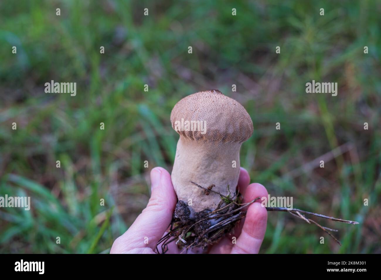 Umber-brown puffball - Lycoperdon umbrinum. Gem-studded puffball held in the wooman hand. Copy space Stock Photo