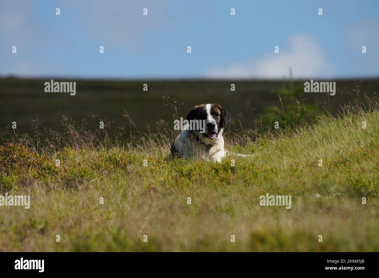 A closeup shot of a Rafeiro do Alentejo dog sitting on a grass field on a sunny day Stock Photo