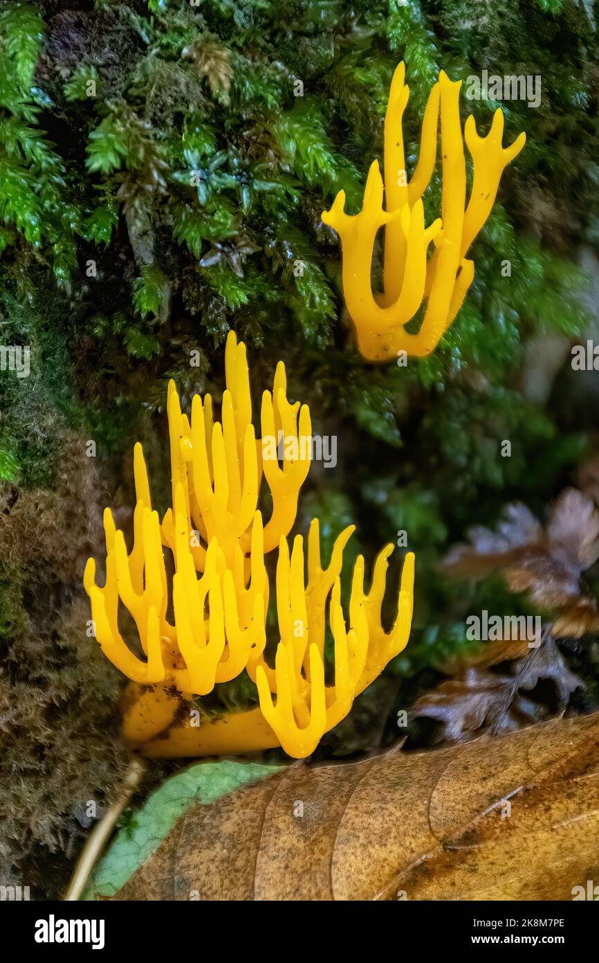 Yellow stagshorn fungi (Calocera viscosa) growing on a tree stump in woodland during autumn or October, England, UK Stock Photo