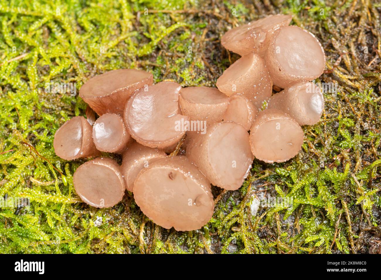 Beech jellydisc fungi (Neobulgaria pura), jelly-like fungus growing on fallen trunk of a beech tree during Autumn or October, West Sussex, England, UK Stock Photo