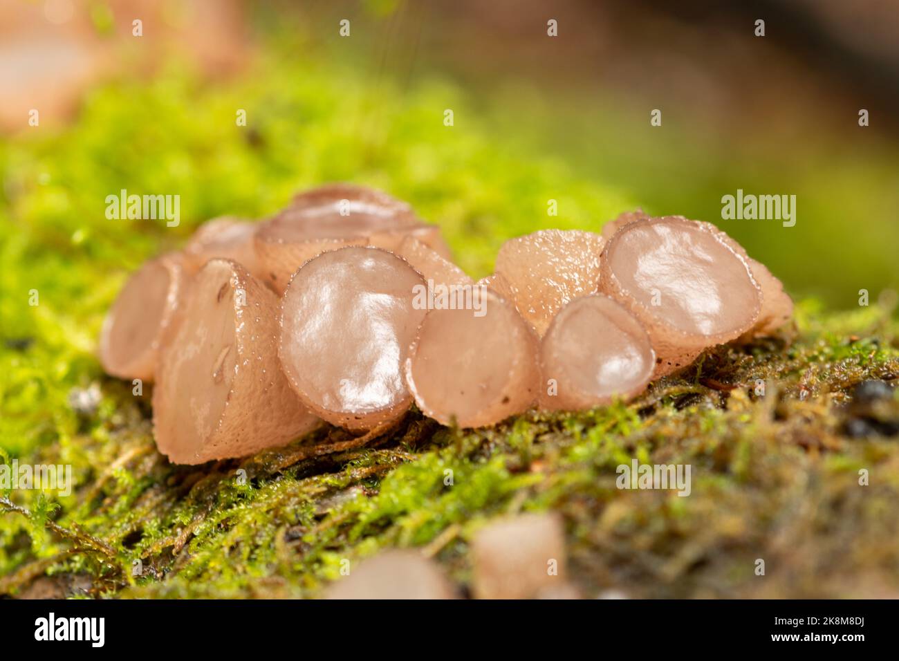 Beech jellydisc fungi (Neobulgaria pura), jelly-like fungus growing on fallen trunk of a beech tree during Autumn or October, West Sussex, England, UK Stock Photo