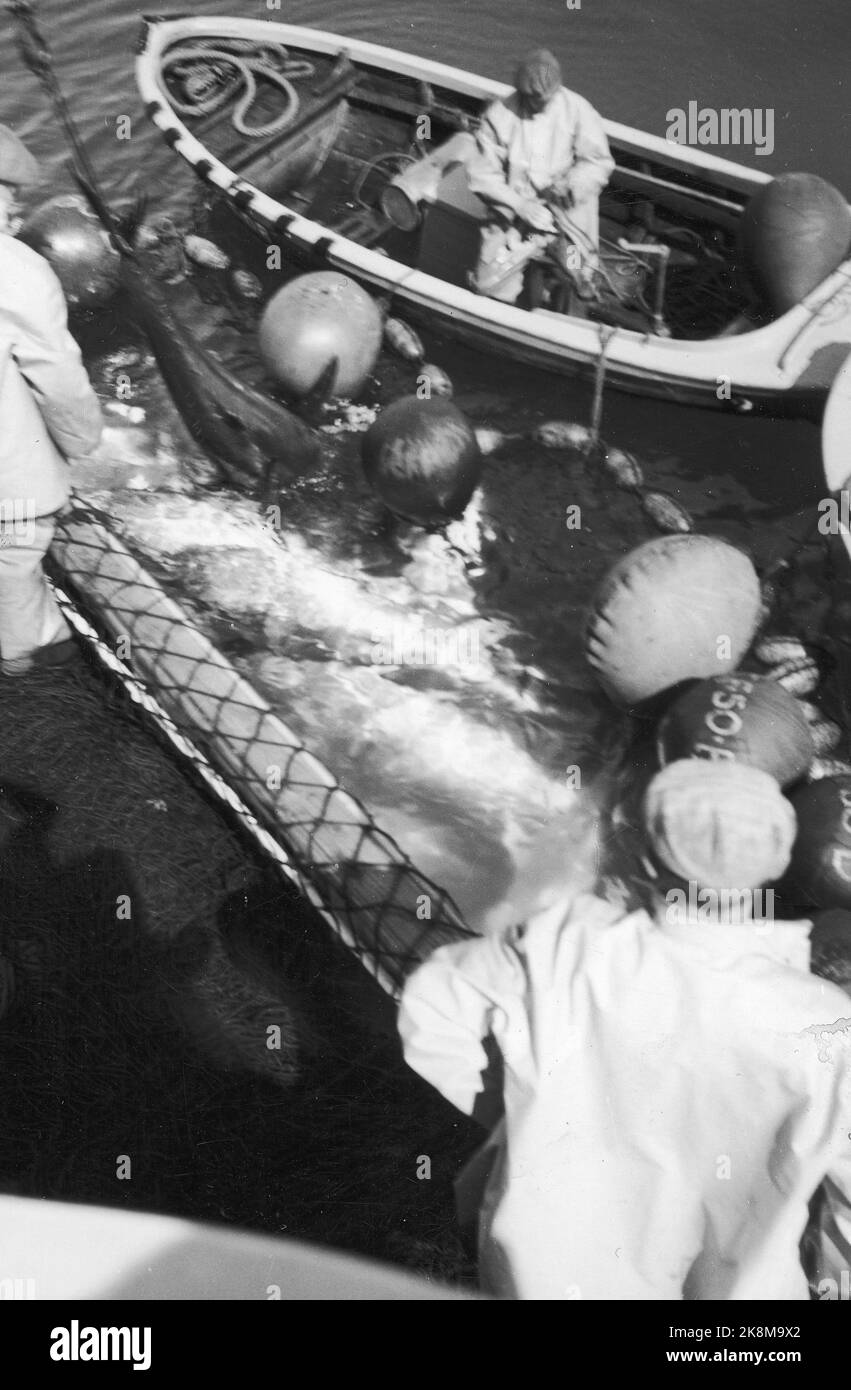 1955 Storjiske outside Sogn og Fjordane. Photo; Heming Torvanger