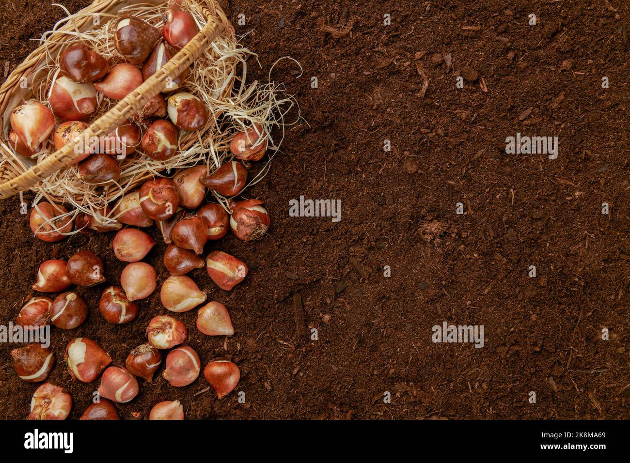 Tulip bulbs planting background. Fall tulips planting and gardening flat lay still life template with copy space. Tulip bulbs in a basket on soil back Stock Photo
