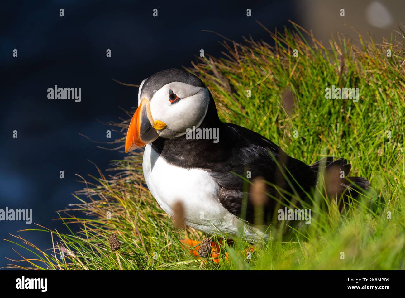 Puffin trying to establish nest site on a cliff face on rugged UK