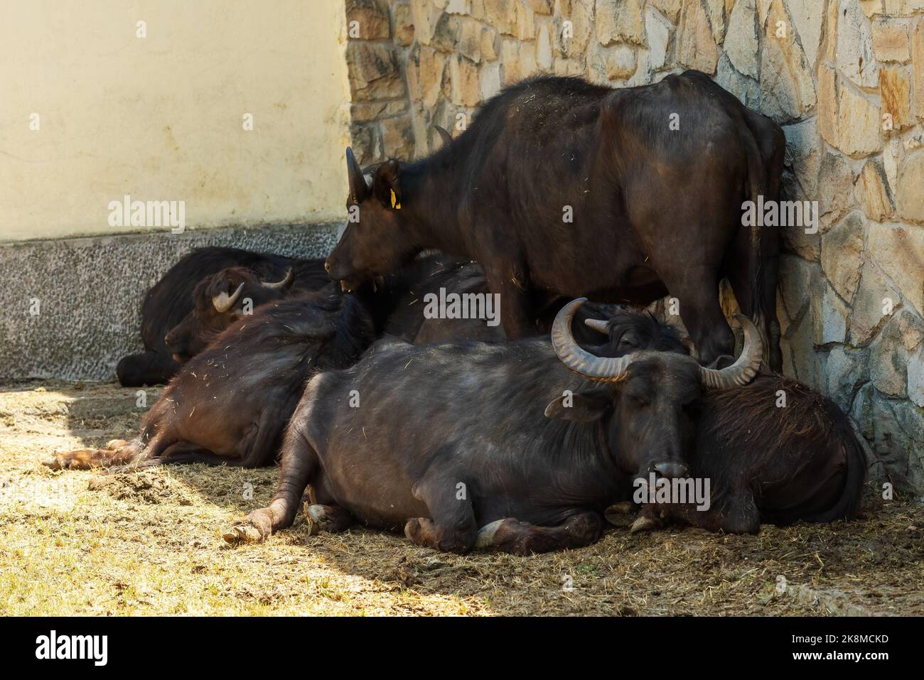 Domestic water buffalo on farm, herd of animals resting Stock Photo