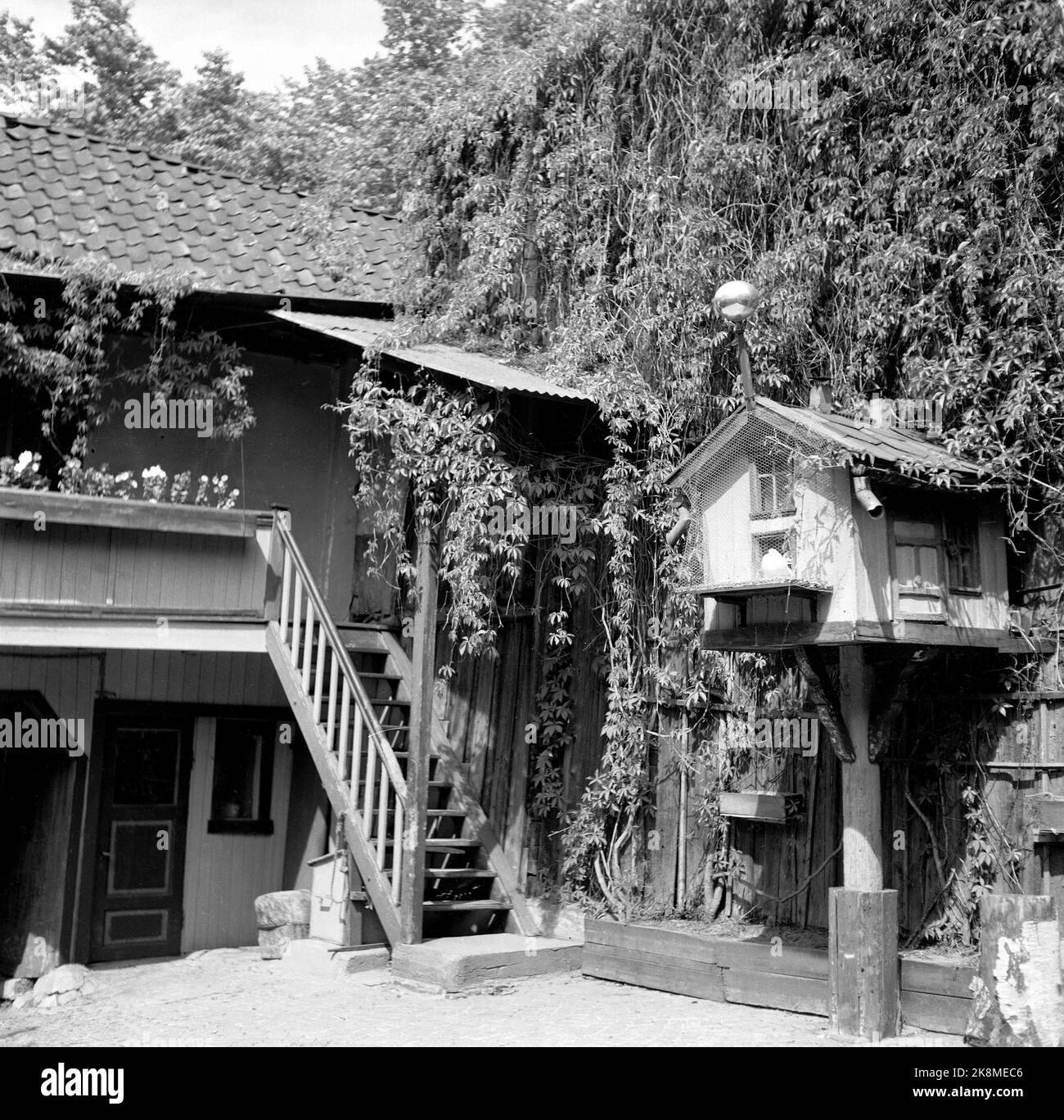 Oslo 19510609 Motif from backyard. A bird box. Houses with stairs and