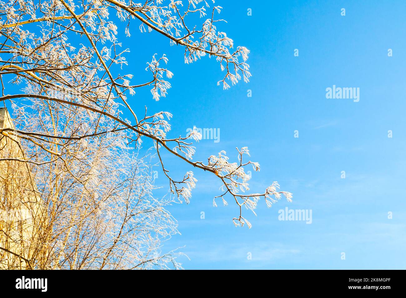 Winter landscape with winter forest snowy tree branches against blue sky in sunny weather Stock Photo