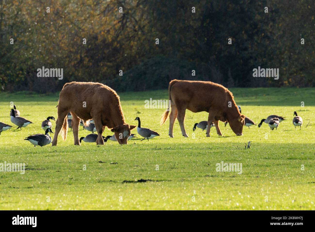 Rural canada daily life hi-res stock photography and images - Alamy