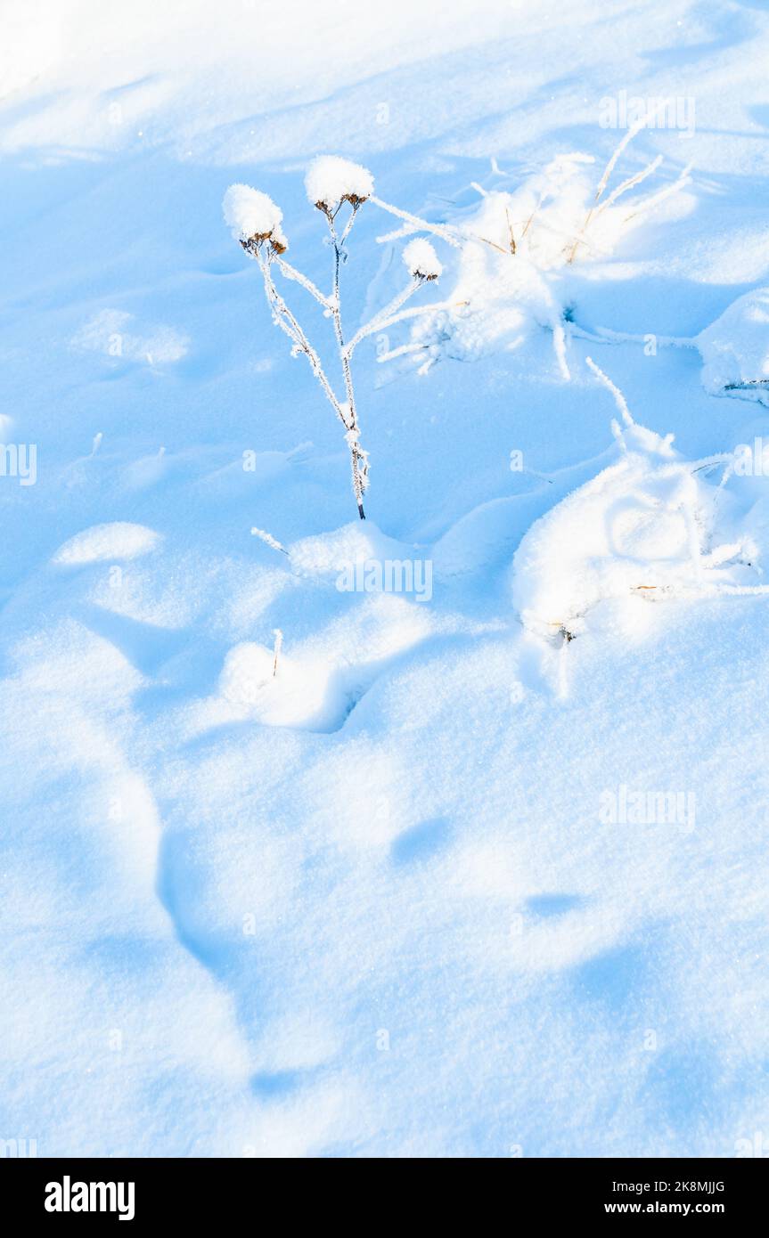 Winter landscape, winter plants covered with frost and snow at the snowy field. Snowy winter meadow landscape Stock Photo