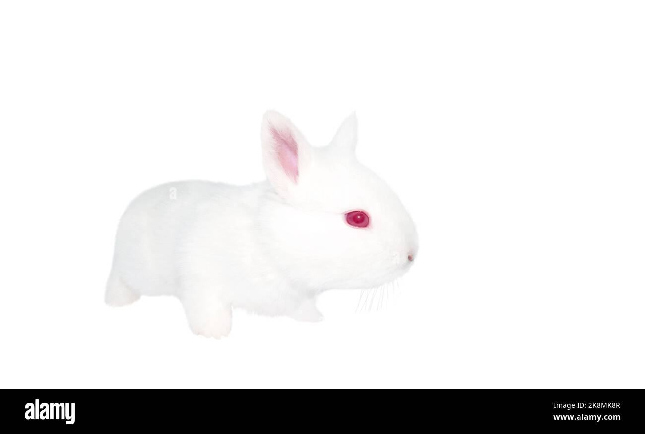 white rabbit isolated on white Stock Photo - Alamy