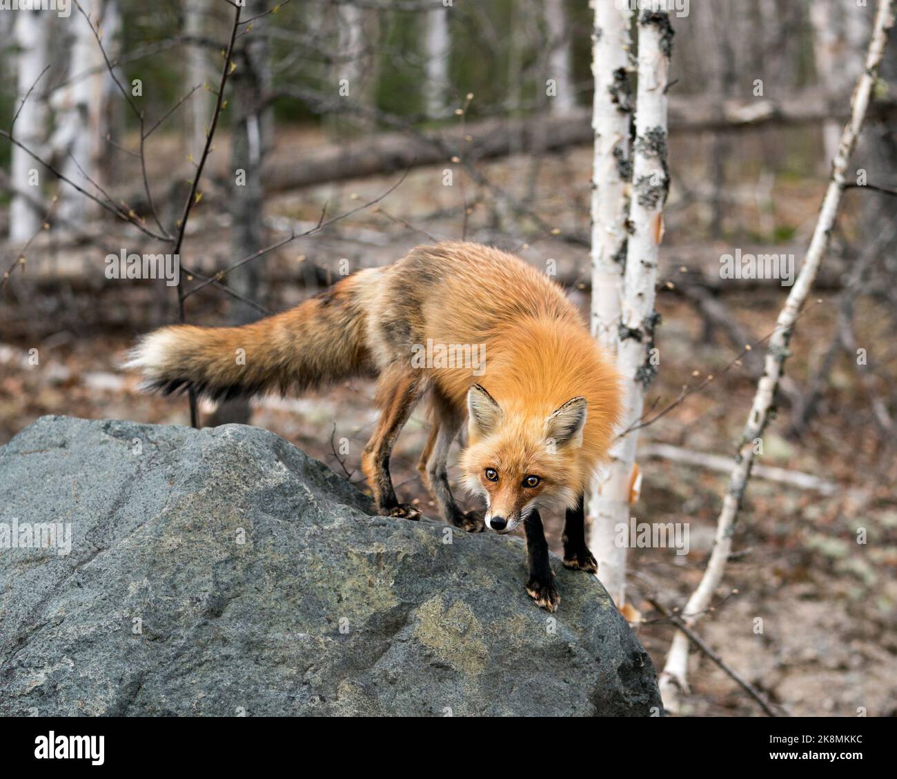Red fox close-up standing on a big rock and looking at camera with a blur forest background in its environment and habitat. Fox Image. Picture. Stock Photo