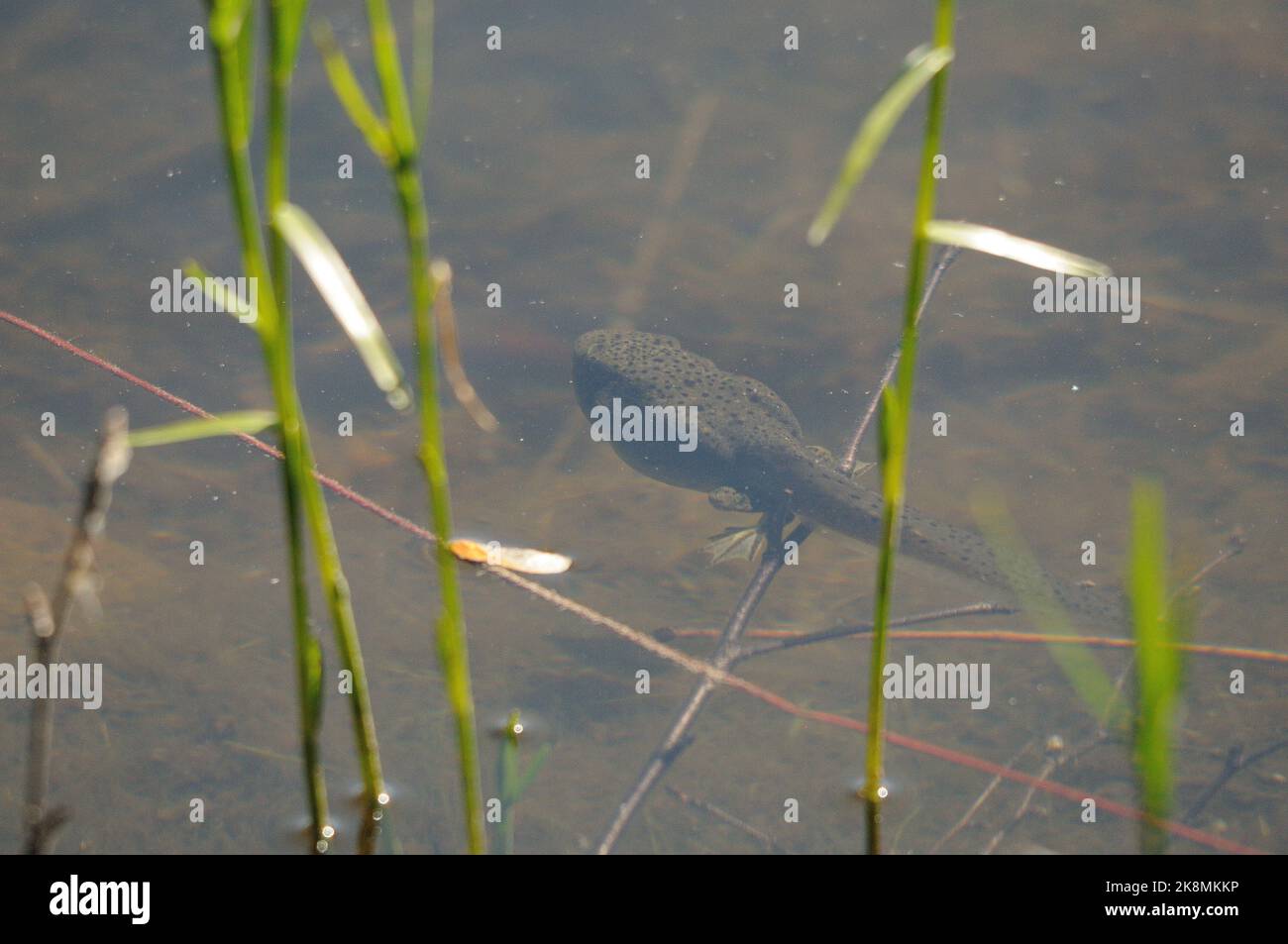 Frog Tadpole swimming in a pond with blur water displaying long tail, legs in its environment and habitat surrounding. Stock Photo