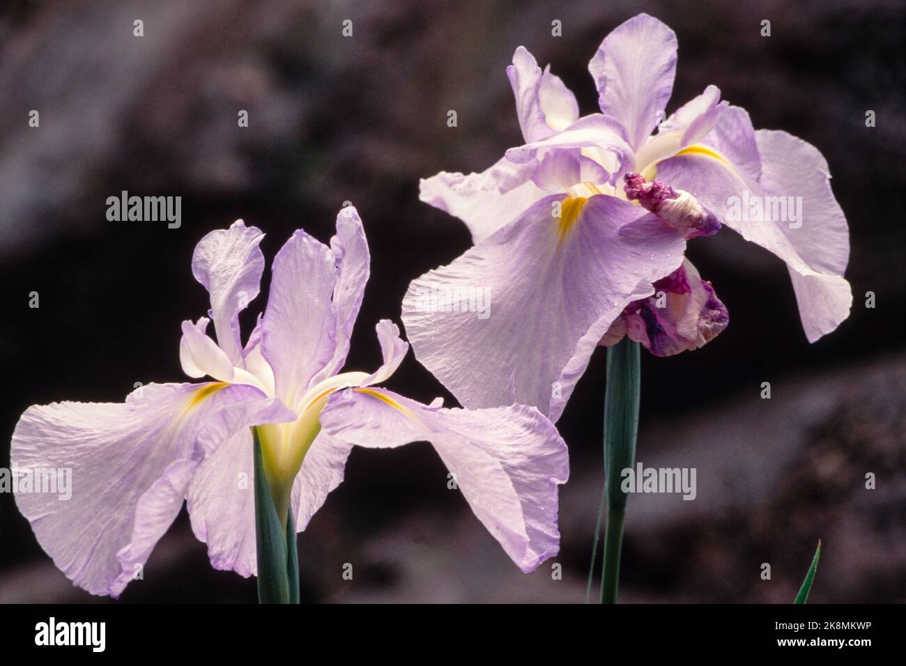 Two irises Stock Photo