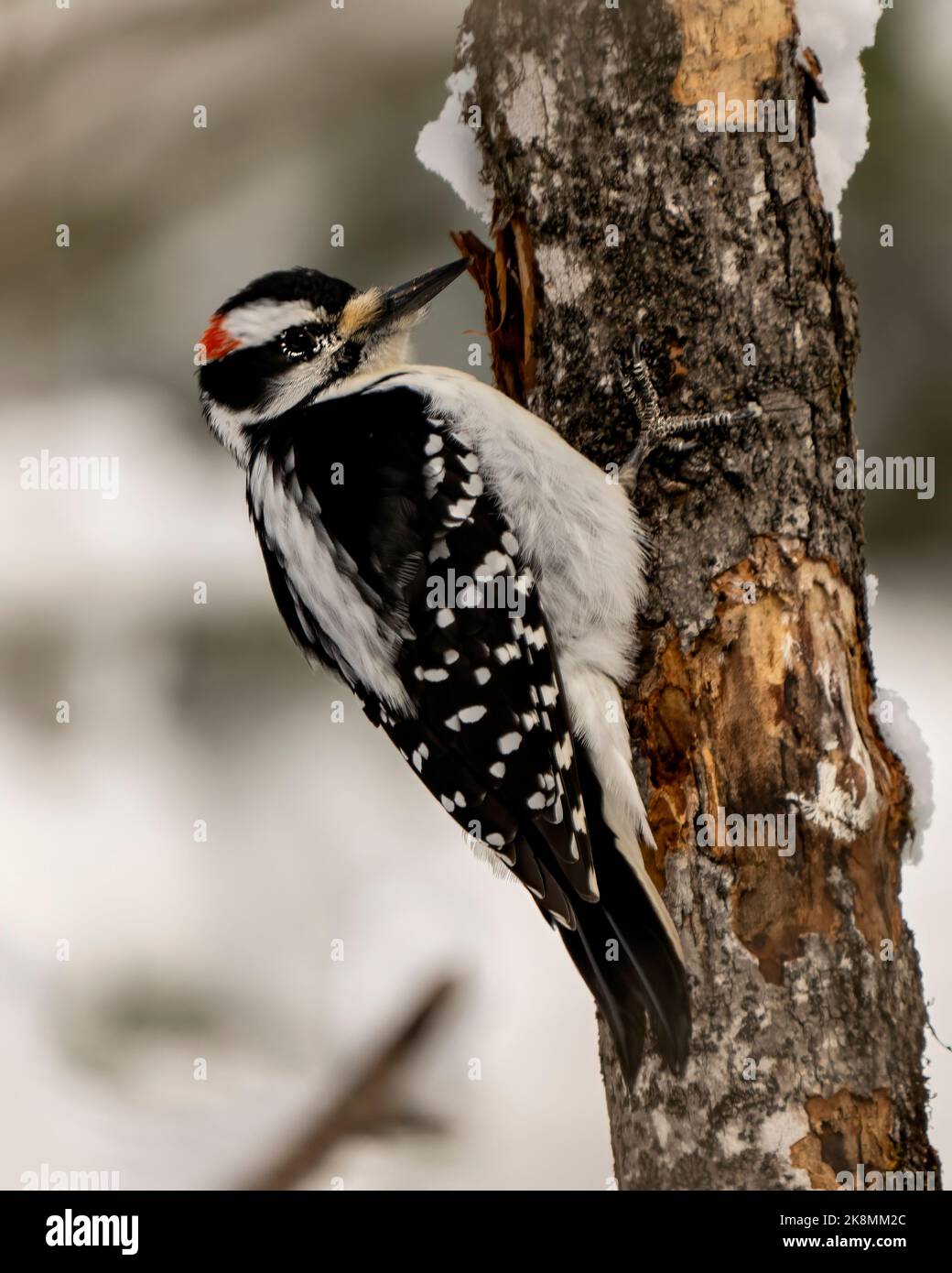 Downy Woodpecker male on a tree trunk with a blur background in its