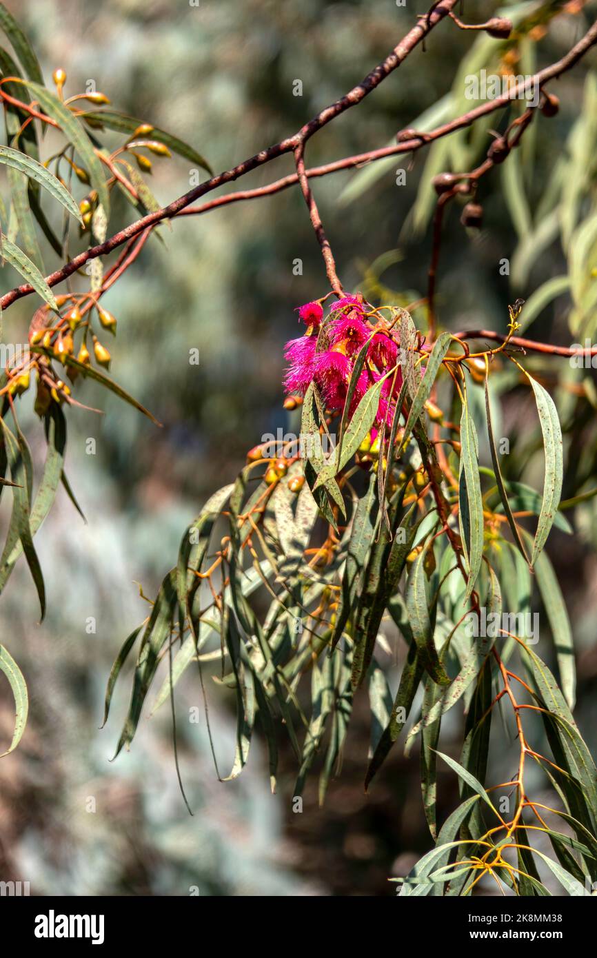 Buds and pink flowers of a flowering eucalyptus leucoxylon megalocarpa tree close up. Stock Photo